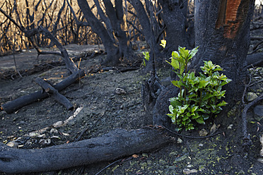 Spain, La Gomera, Fire damage in Garajonay National Park - SIEF003122