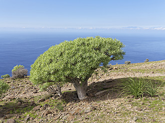 Spanien, Euphorbia Berthelotii wächst auf La Gomera - SIEF003132
