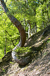 Germany, Hesse, Crippled pine tree in Kellerwald National Park - MH000086