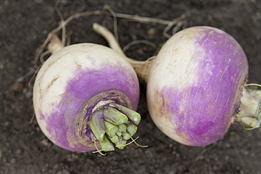 Germany, Bavaria, Freshly harvested turnip - TCF003220
