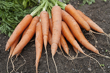 Germany, Bavaria, Freshly harvested carrots - TCF003223