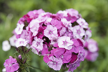 Deutschland, Bayern, Ansicht von Sweet William - TCF003224