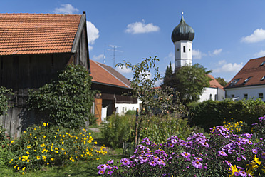 Deutschland, Bayern, Ansicht einer katholischen Kirche mit Bauernhaus und italienischer Aster im Vordergrund - TCF003233