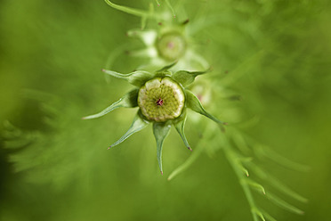 Deutschland, Bayern, Blick auf Kosmosblüte - TCF003263