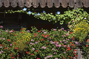 Deutschland, Verschiedene Blumen auf dem Balkon eines Bauernhauses - TCF003256