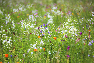 Germany, Baden Wuerttemberg, View of flower meadow - JTF000272