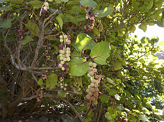 Spanien, La Gomera, Coccoloba Uvifera Baum - SIE003153