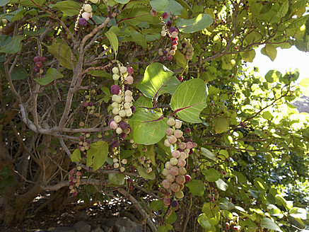Spain, La Gomera, Mango tree in full bloom stock photo