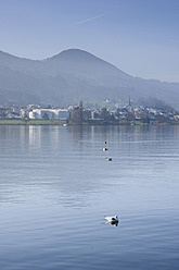 Switzerland, Seagulls on Lake Zurich - HLF000037