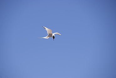 UK, England, Küstenseeschwalbe fliegt am Himmel - SMAF000078