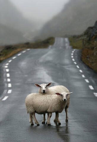 Norway, Sheep standing on road stock photo