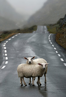 Norway, Sheep standing on road - CW000002