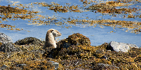 UK, Schottland, Isle of Mull, Europäischer Fischotter im Fluss - SMAF000099