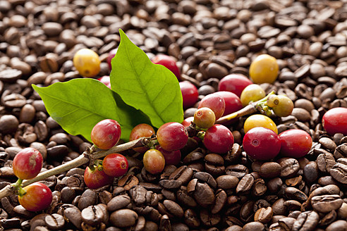 Bohne auf Zweig mit frisch gerösteten Kaffeebohnen, Nahaufnahme - CSF016254