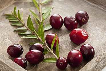 Frische Preiselbeeren in Holzschale, Nahaufnahme - CSF016268