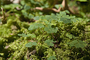 Germany, Bavaria, View of clover leaves - FLF000166