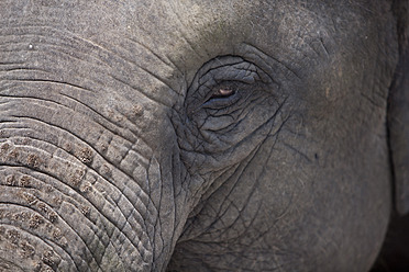 Thailand, Bangkok, Close up of elephant - FLF000161