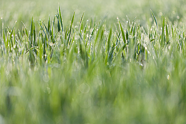 Italien, Gras mit Tautropfen im Morgenlicht, Nahaufnahme - FLF000156