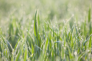 Italien, Gras mit Tautropfen im Morgenlicht, Nahaufnahme - FLF000150