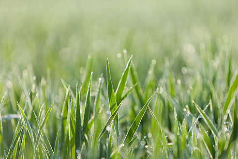 Italien, Gras mit Tautropfen im Morgenlicht, Nahaufnahme - FLF000149