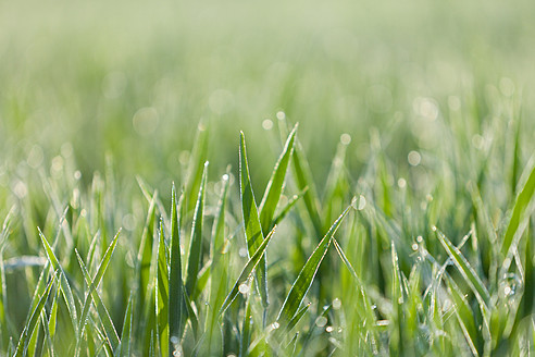 Italy, Grass with dewdrops in morning light, close up - FLF000149