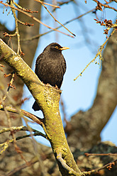 Deutschland, Hessen, Amsel auf Ast sitzend - MHF000100