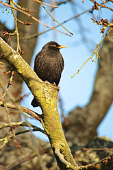 Germany, Hessen, Common Blackbird perching on branch - MHF000100