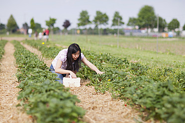 Deutschland, Bayern, Junge Japanerin pflückt frische Erdbeeren im Erdbeerfeld - FLF000198