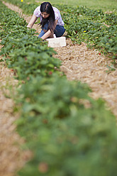 Deutschland, Bayern, Junge Japanerin pflückt frische Erdbeeren im Erdbeerfeld - FLF000199