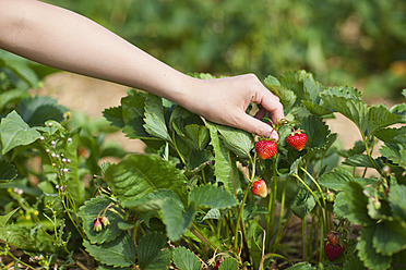 Deutschland, Bayern, Junge Japanerin pflückt frische Erdbeeren im Erdbeerfeld - FLF000203