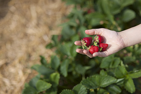 Deutschland, Bayern, Junge Japanerin pflückt Erdbeeren auf einem Feld - FLF000208