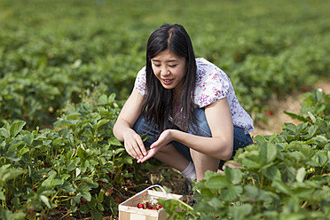 Deutschland, Bayern, Junge Japanerin pflückt Erdbeeren auf einem Feld - FLF000222