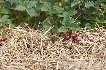 Deutschland, Bayern, Frische Erdbeeren auf dem Feld - FLF000211