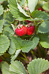 Deutschland, Bayern, Reife Erdbeeren auf Erdbeerfeld - FLF000212