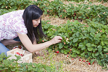 Deutschland, Bayern, Junge Japanerin pflückt Erdbeeren auf einem Feld - FLF000213