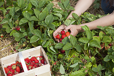 Deutschland, Bayern, Junge Japanerin pflückt Erdbeeren auf einem Feld - FLF000218