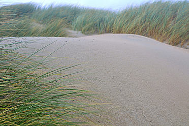 Netherlands, Ouddorp, Dune with beach grass - MHF000104