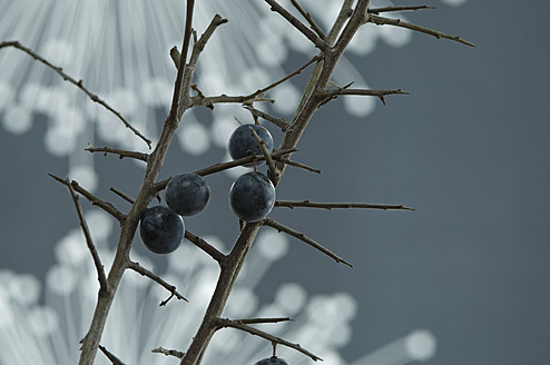 Blackthorn and fibre optic in background, close up - ASF004788