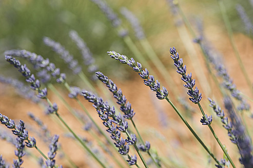 Frankreich, Ansicht einer Lavendelblüte - ASF004800