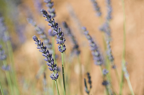 Frankreich, Ansicht einer Lavendelblüte - ASF004802