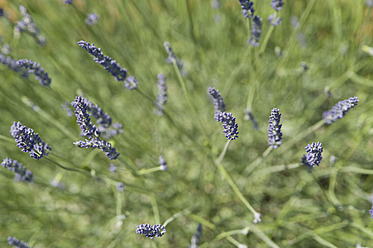 Frankreich, Ansicht einer Lavendelblüte - ASF004803