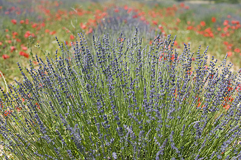 France, View of lavender and red poppy flowers - ASF004804