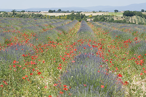 France, Provence, Valensole, View of lavender and red poppy flowers - ASF004805