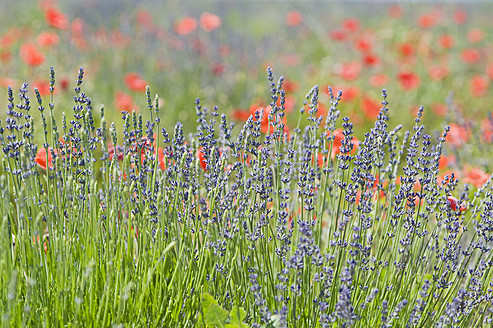 France, View of lavender and red poppy flowers - ASF004807