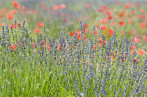 Frankreich, Blick auf Lavendel und rote Mohnblumen - ASF004807