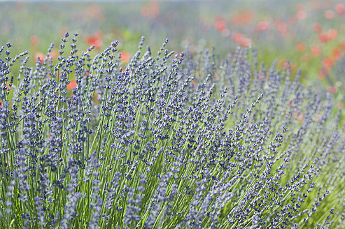 France, View of lavender and red poppy flowers - ASF004811