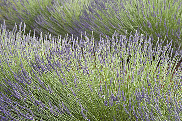 Frankreich, Ansicht einer Lavendelblüte - ASF004813