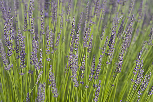 Frankreich, Ansicht einer Lavendelblüte - ASF004814