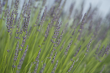 Frankreich, Ansicht einer Lavendelblüte - ASF004815