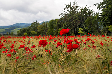 Frankreich, Frische Mohnblumen - JOKF000008